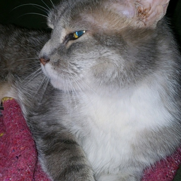 Meet your Posher, Antoinette - Picture 1 of 2